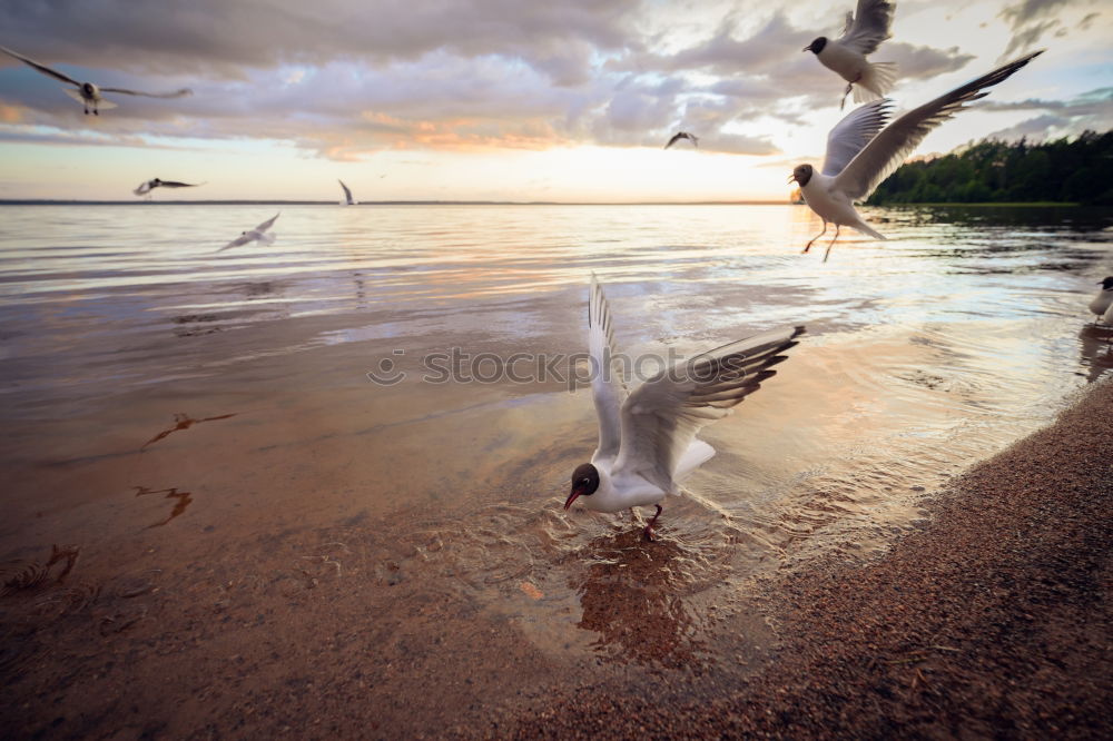 Similar – Image, Stock Photo Leisure time is feeding time (aka The Feeder)