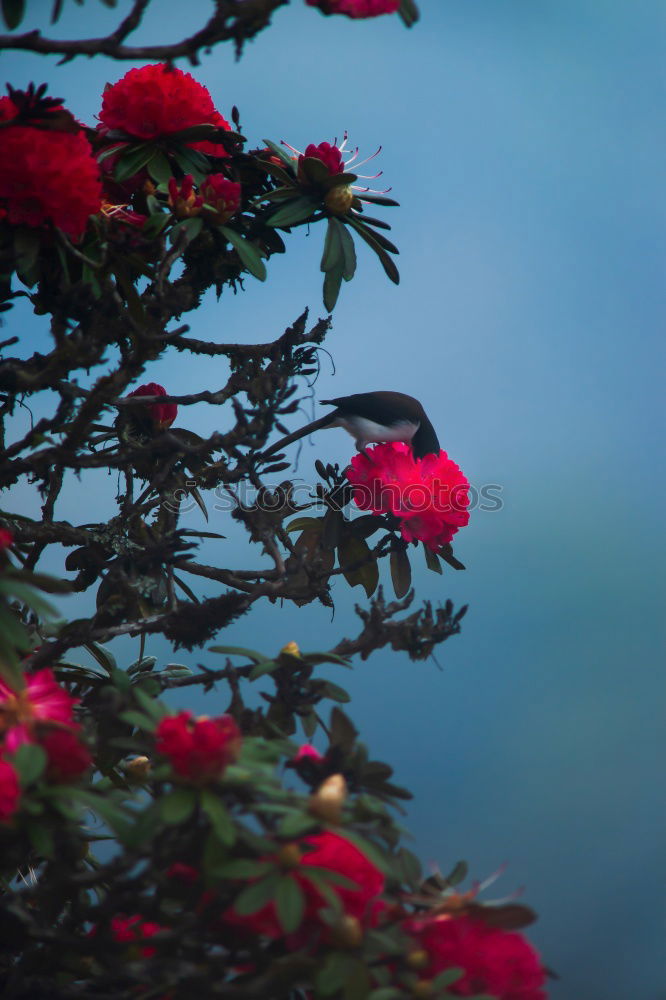 Similar – Image, Stock Photo nectar bird Far-off places