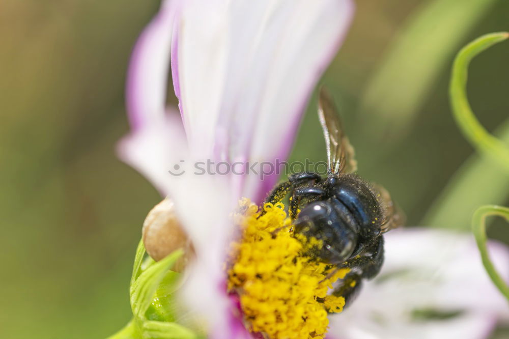 Similar – Take off Nature Flying Bee