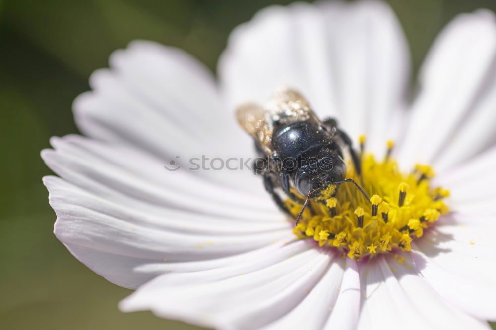 Similar – Image, Stock Photo Black And Yellow Scarab