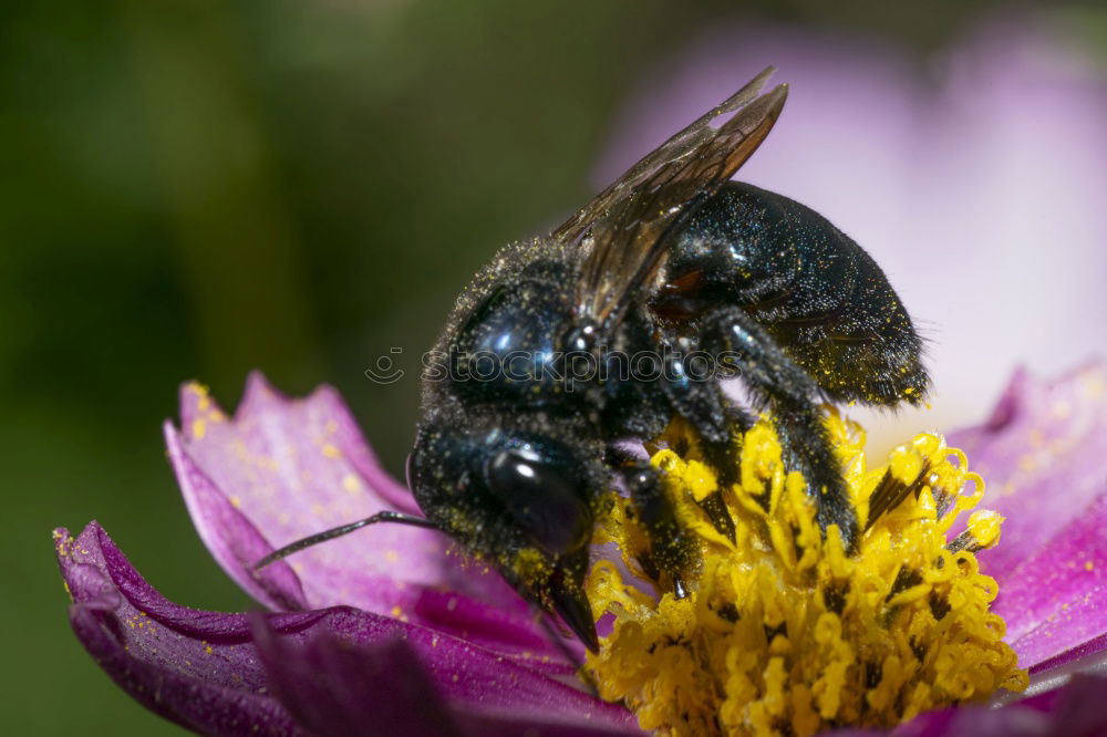 Similar – Image, Stock Photo Japanese Giant Hornet Gathering Flower Pollen