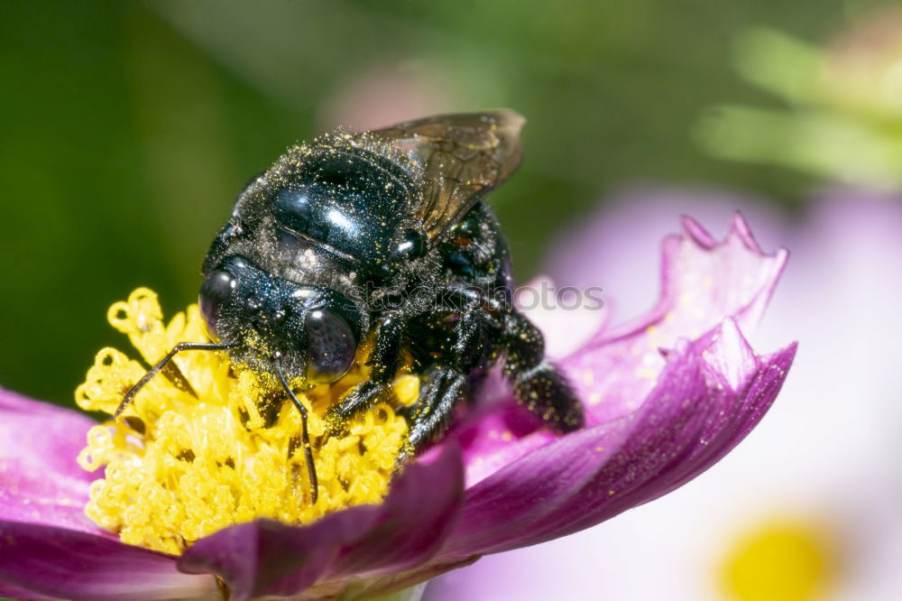 Image, Stock Photo Japanese Giant Hornet Gathering Flower Pollen