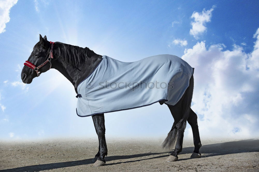 Similar – Image, Stock Photo summer Equestrian sports