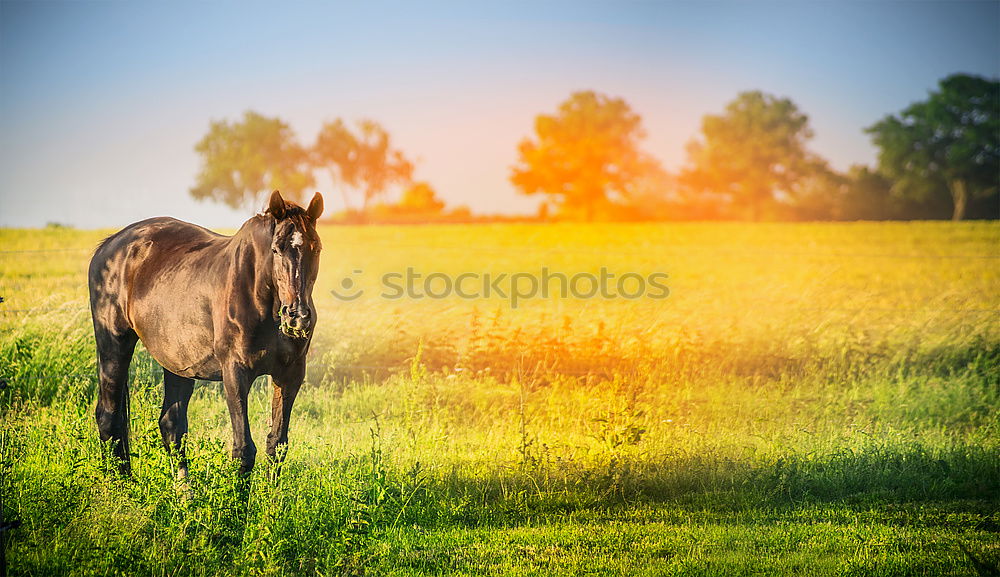 Similar – On a summer’s day. Horse