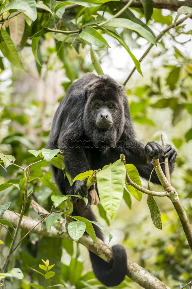 Similar – monkey Animal portrait