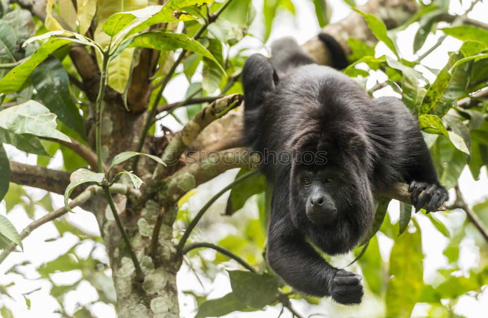 Similar – Sloth in Costa Rica 1