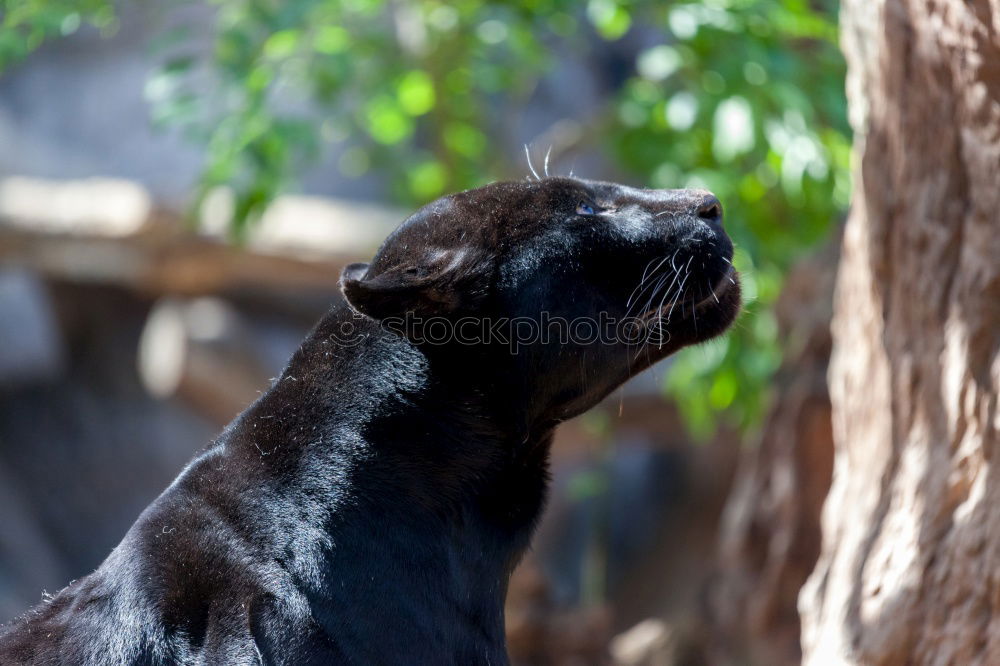 Similar – Image, Stock Photo Corsican Cat Environment