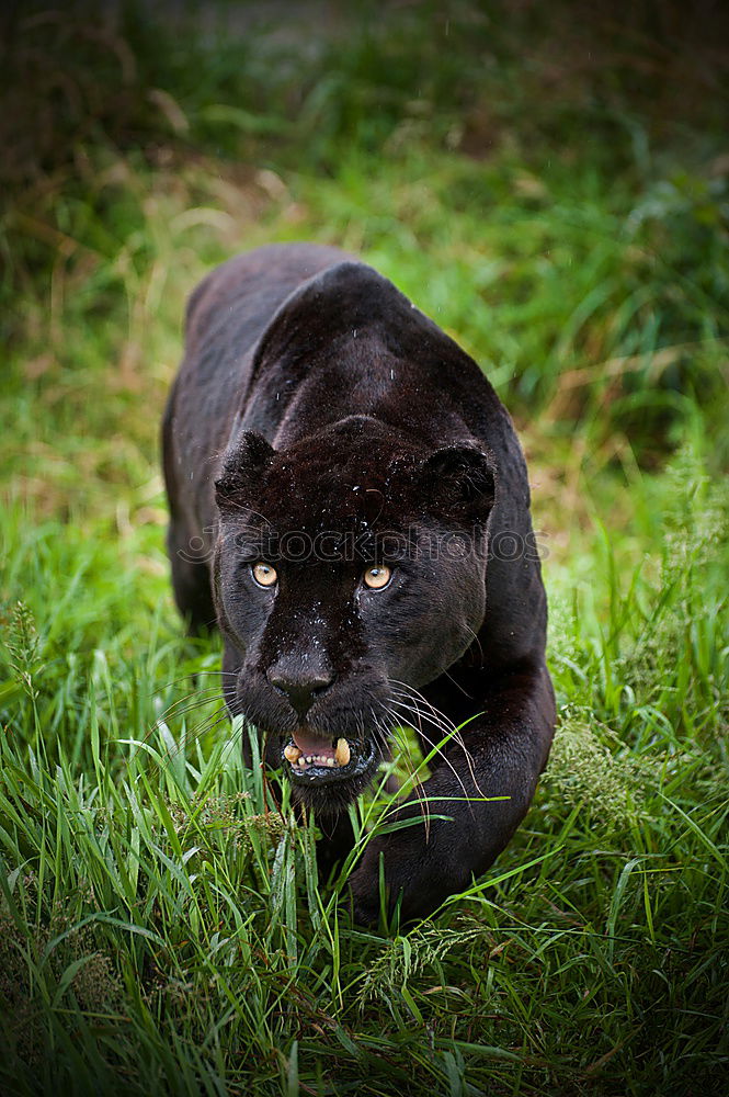 Similar – Foto Bild Katzenfutter