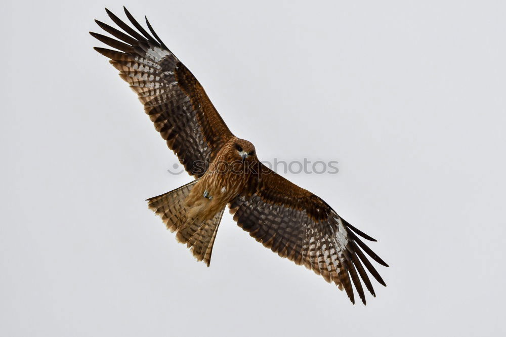 Similar – Awesome bird of prey in flight with the sky of background