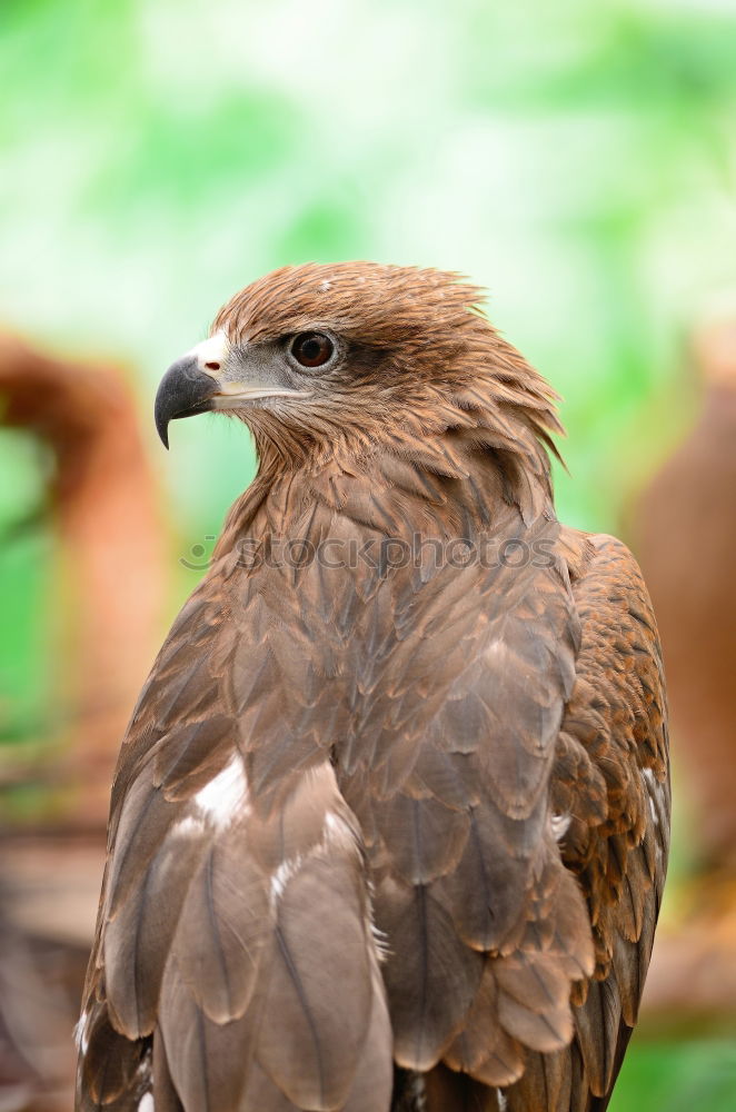 Similar – Image, Stock Photo A hawk eagle Hunting