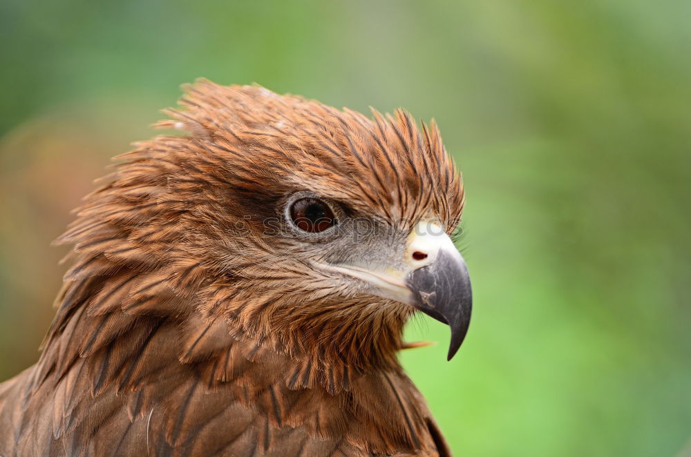 Similar – Image, Stock Photo A hawk eagle Hunting