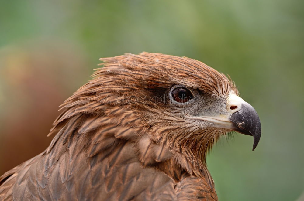 Similar – Image, Stock Photo A hawk eagle Hunting