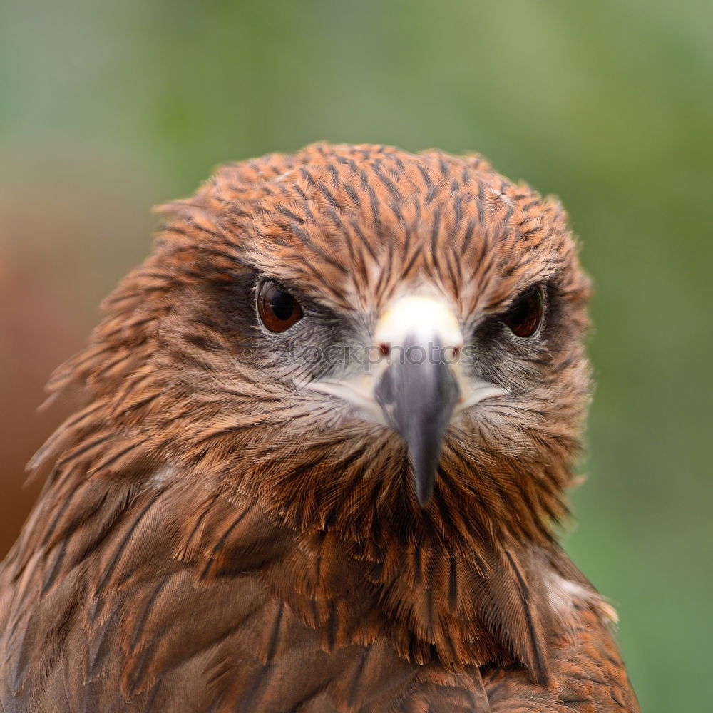 Similar – Image, Stock Photo A hawk eagle Hunting