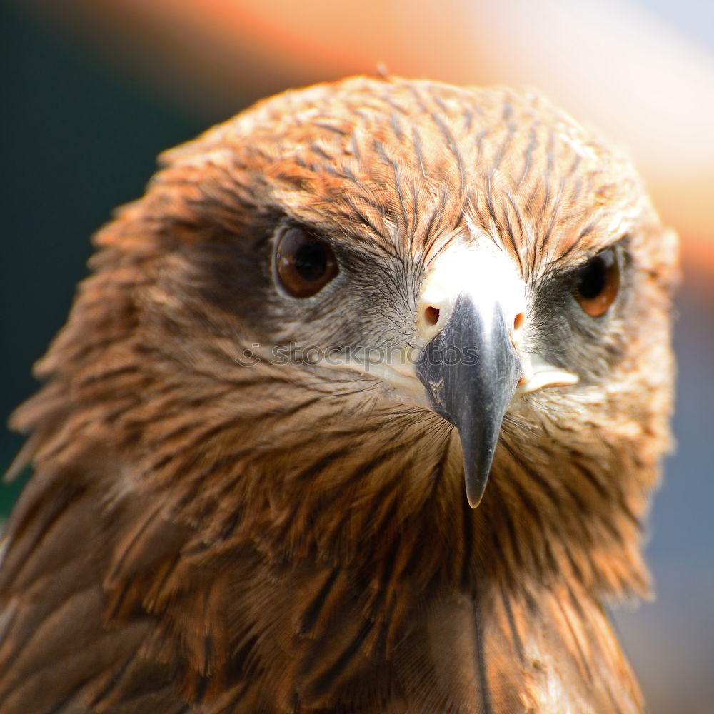 Similar – Image, Stock Photo Red Kite portrait