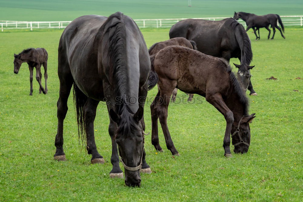 Similar – Image, Stock Photo Baby donkey following mama donkey