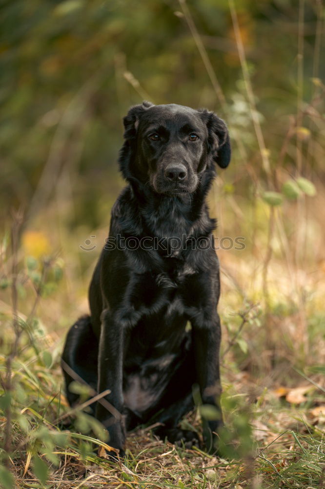 Similar – Barnie in autumn Nature