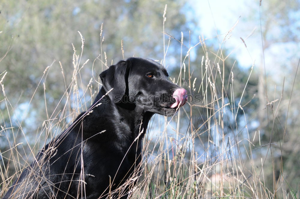 Similar – hunt Dog Hunting Hound