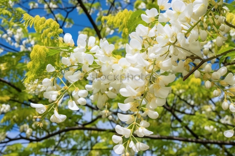 Similar – Image, Stock Photo BLOOD TERROR Flower