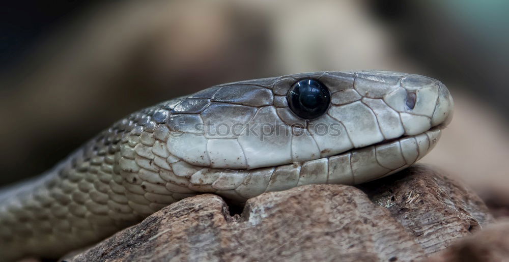 Similar – Image, Stock Photo macro portrait of beautiful european snake