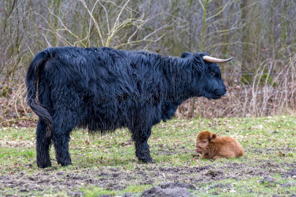 Similar – Kuhmutter blickt auf ihr Kalb