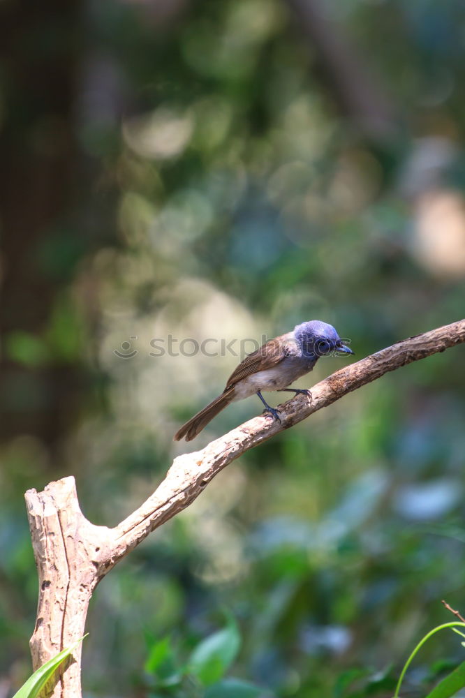 Similar – Image, Stock Photo Nuthatch with food at the nest box. In this particular case, a queen ant is brought into the nest box of the nuthatch family and suffers a gruesome fate.