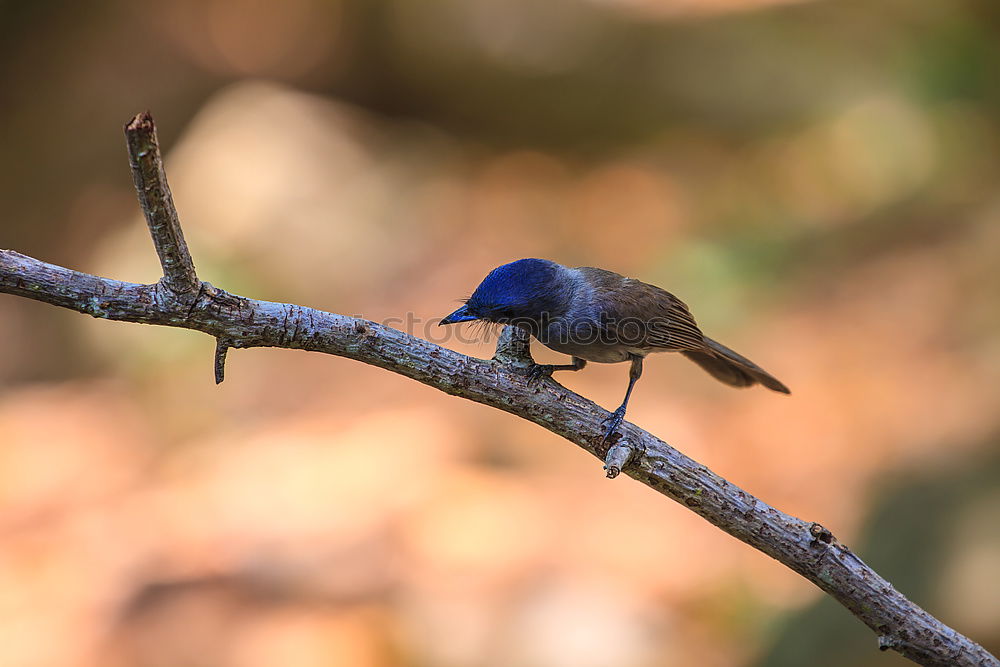 Similar – Image, Stock Photo Paradise Flycatcher