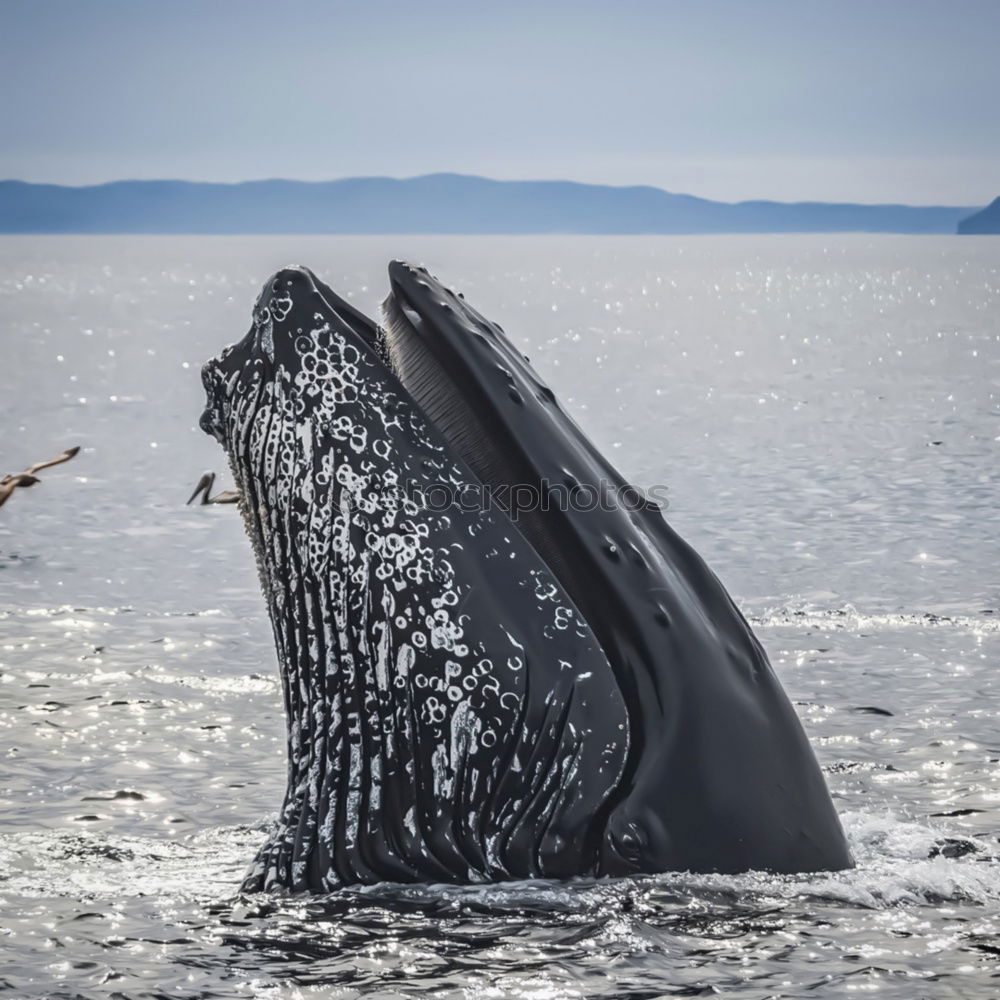 Similar – Image, Stock Photo Curious whale Whale Near