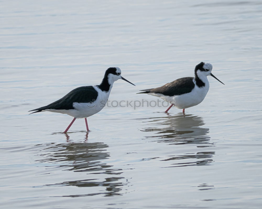 Similar – Image, Stock Photo young silver gull at the Baltic Sea beach in Poland