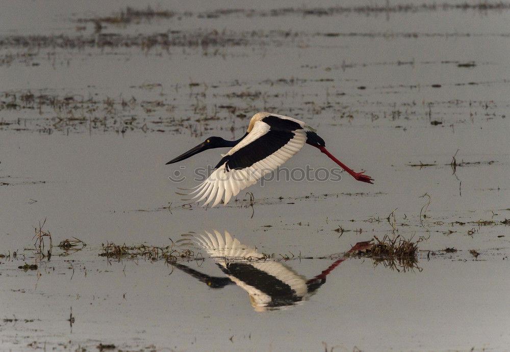 Similar – Stilt in a pond looking