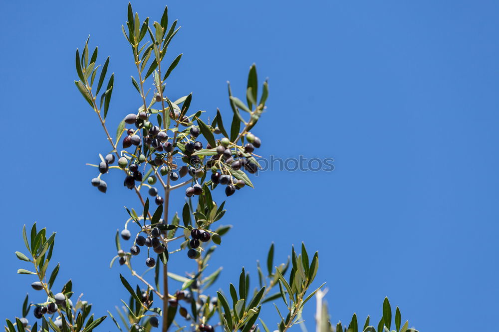 Foto Bild bamboo in the blue sky