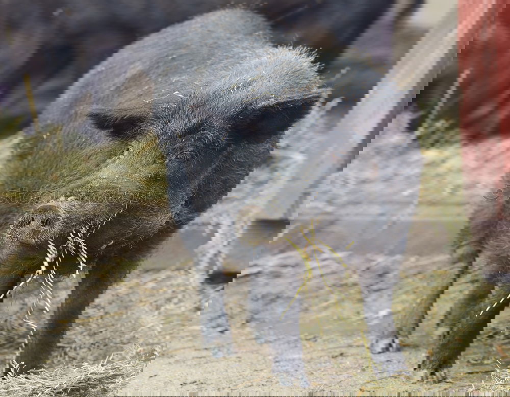 Similar – Image, Stock Photo mini pig Nature Landscape