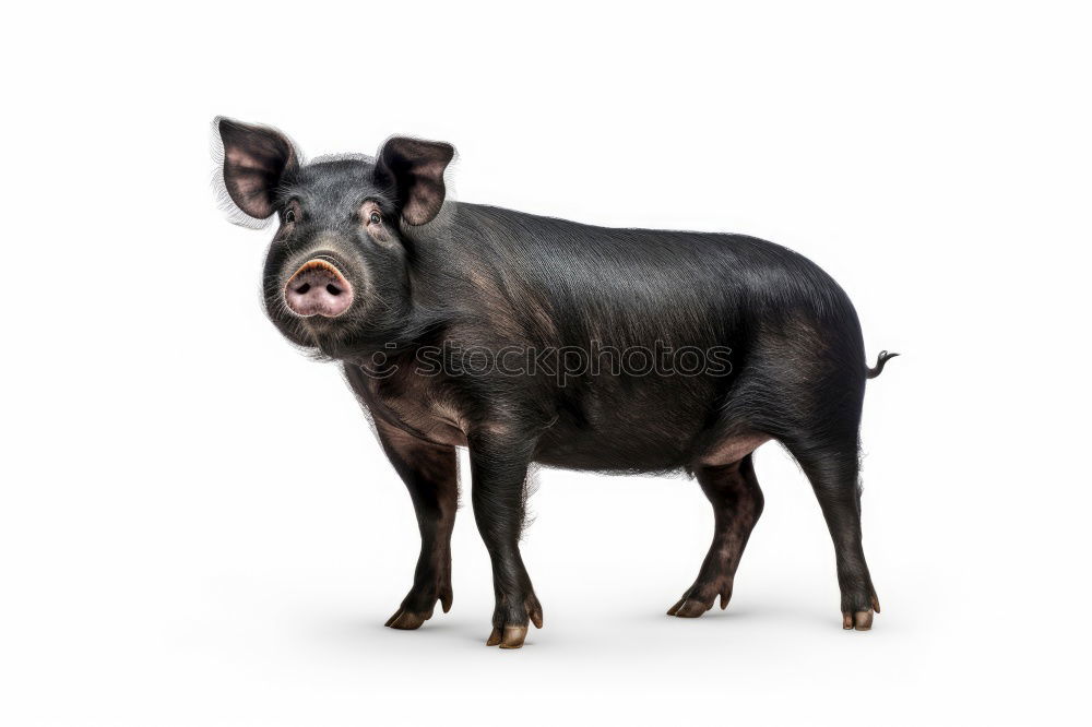 Similar – Image, Stock Photo snuff Farm animal