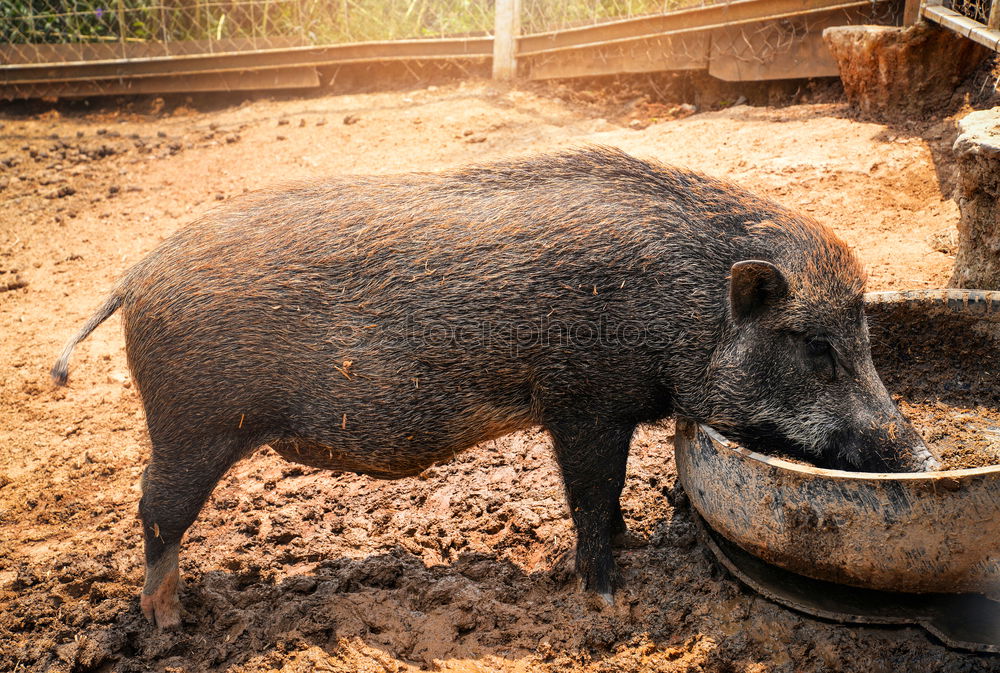 Similar – Image, Stock Photo Minipig 2 Nature Landscape