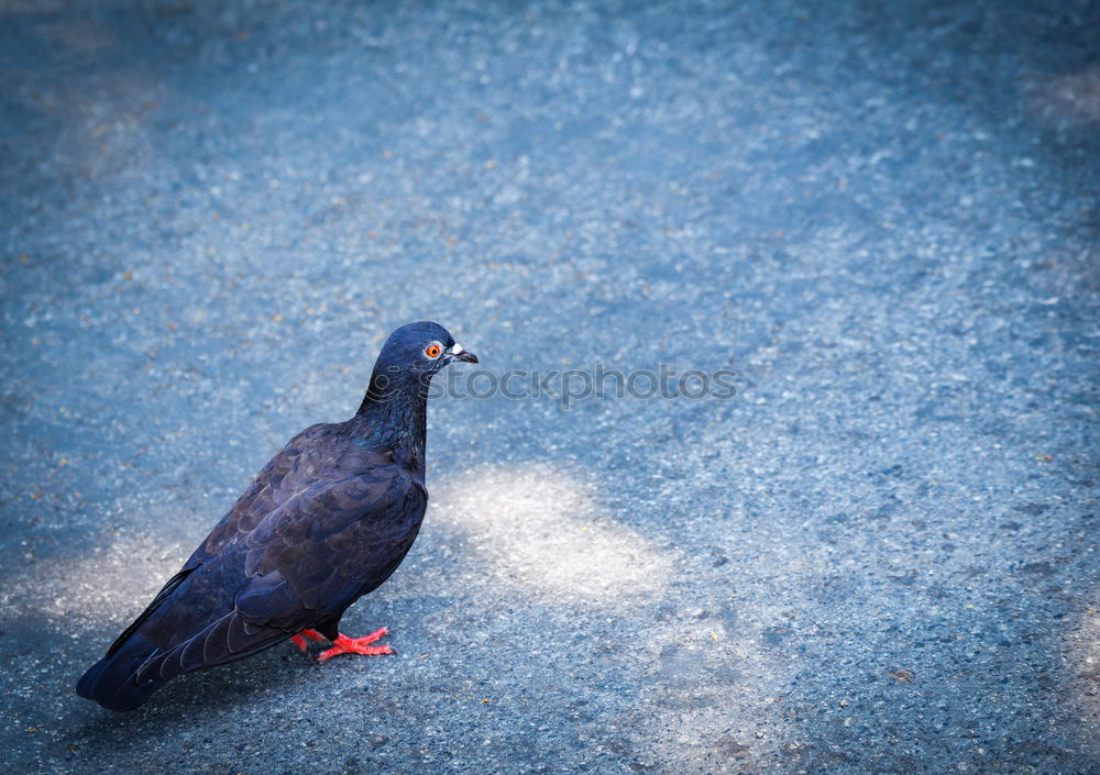 Similar – Image, Stock Photo Small meal for a pigeon . She has found something to eat.