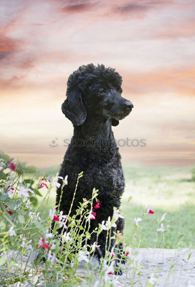 Similar – Image, Stock Photo Sheep on the way