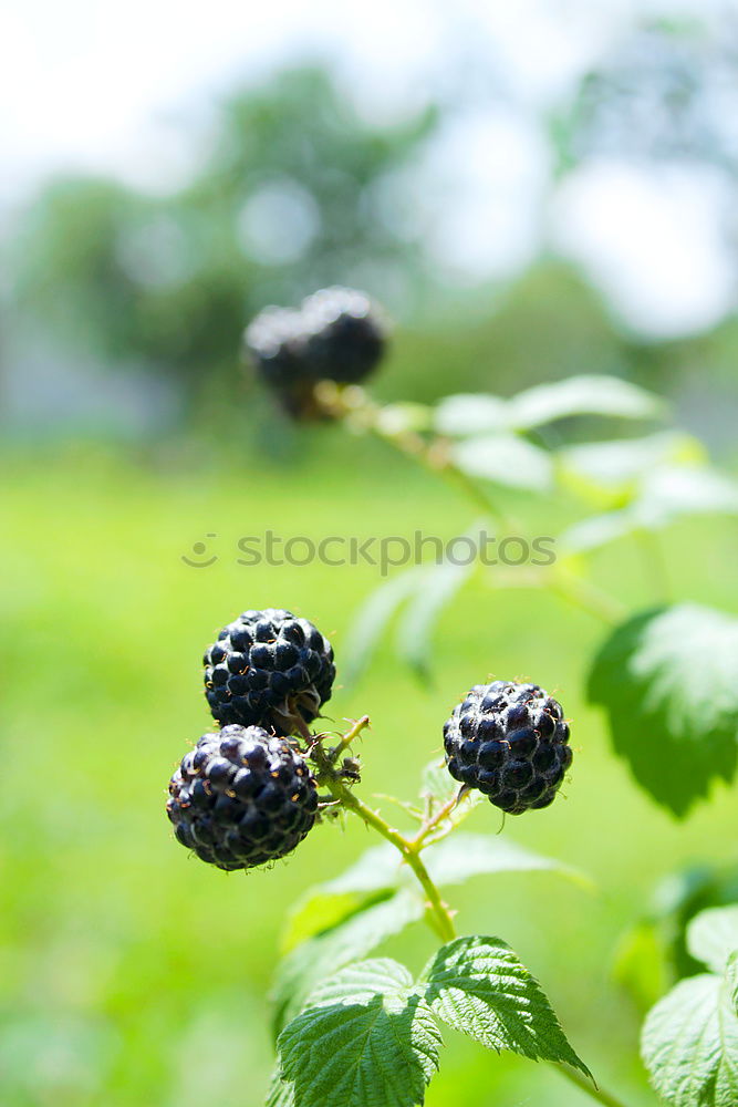 Similar – Image, Stock Photo blueberries Food Fruit