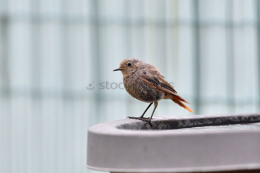 Similar – Image, Stock Photo I have… Bird Clothesline