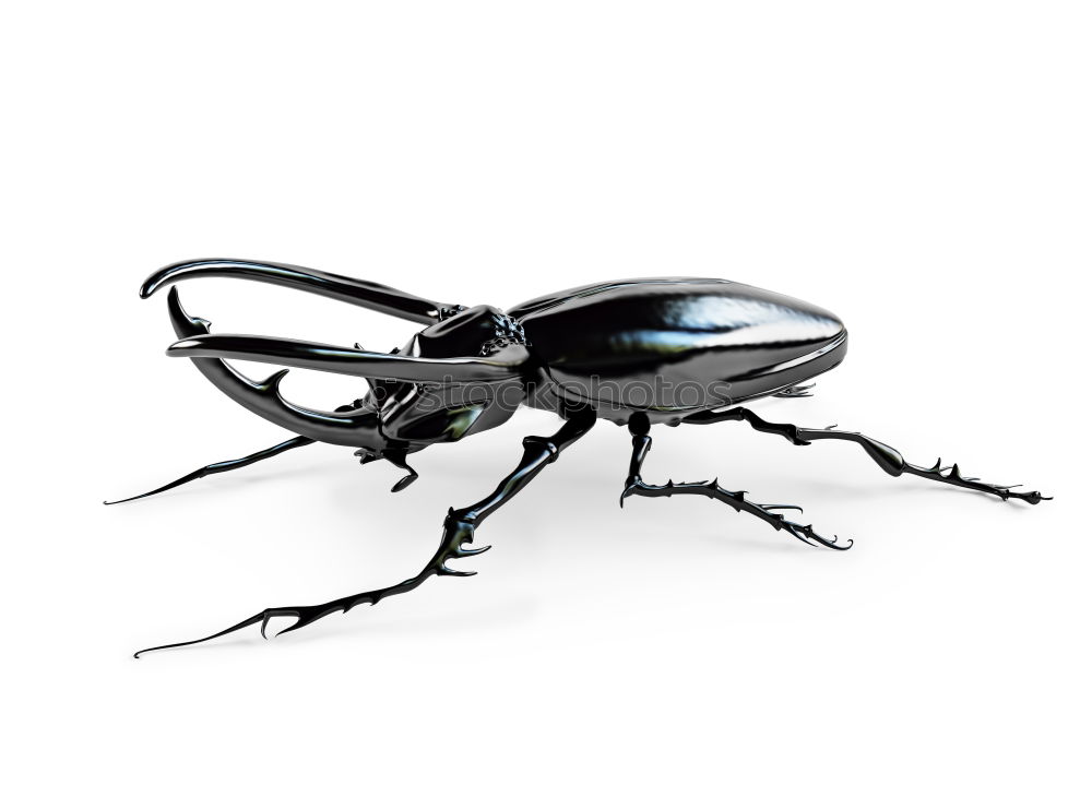 Similar – Big Beetle Isolated Image