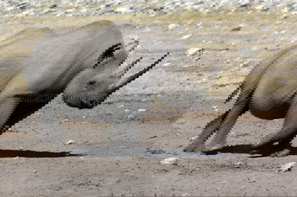 Similar – Image, Stock Photo rhinoceros Environment
