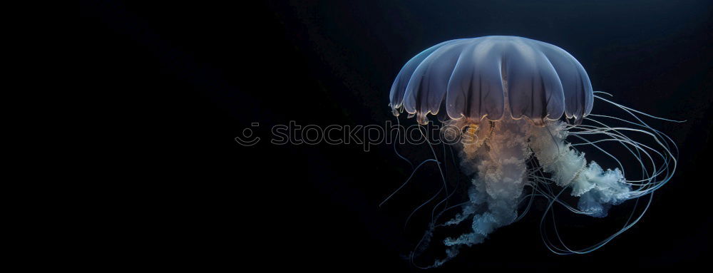 Similar – Jellyfish 2 Ocean Tentacle