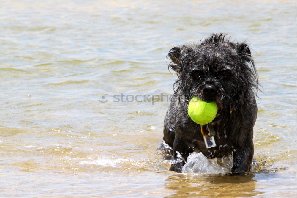 Similar – Image, Stock Photo Spiekeroog | Extreme Sports :-D