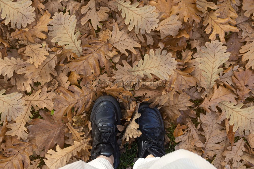 Similar – brown Autumn Cold Leaf Dry