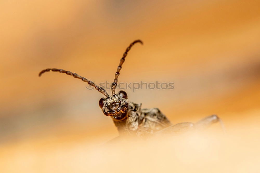 Similar – breakdancing Insect Animal