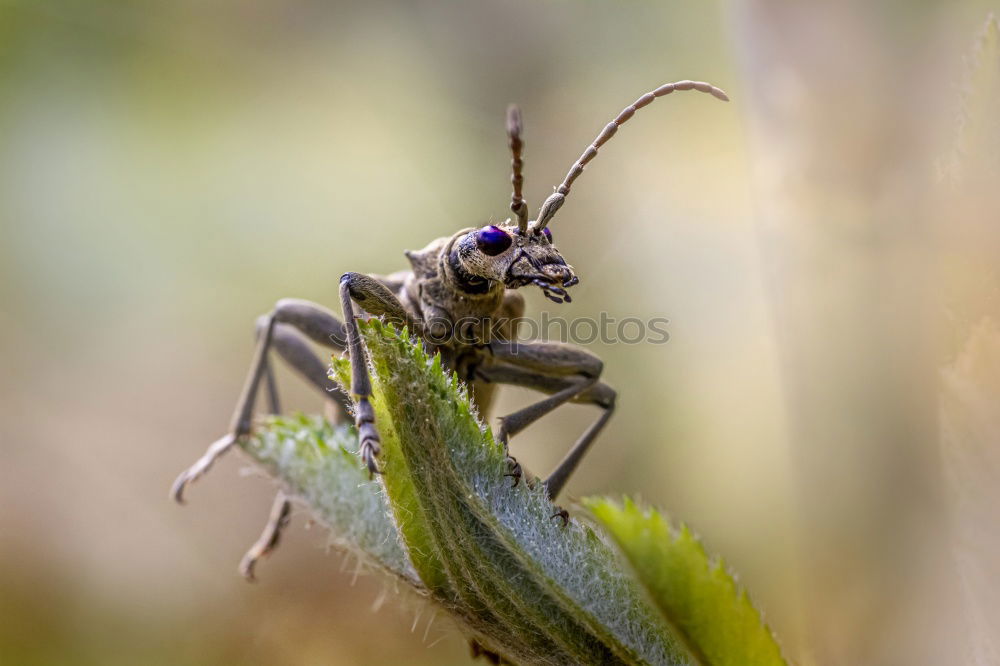 Similar – Image, Stock Photo potato beetle Animal