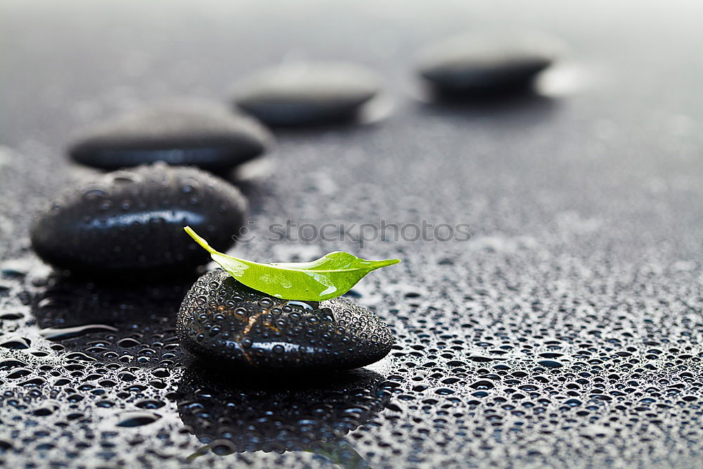 Similar – Image, Stock Photo fighter Nature Plant Tree