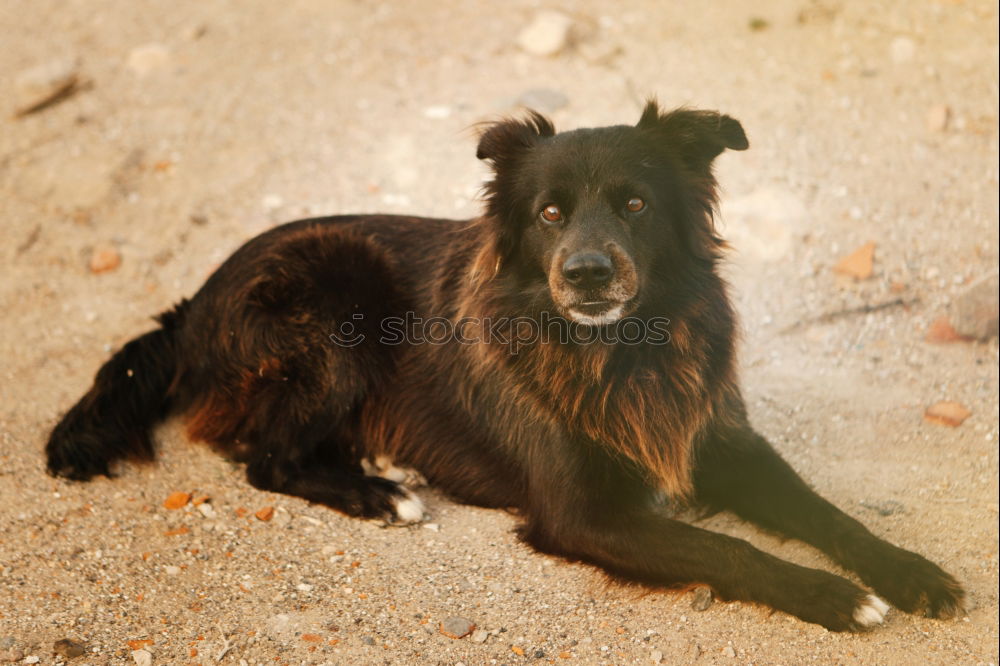 Similar – Funny dog on beach Dog