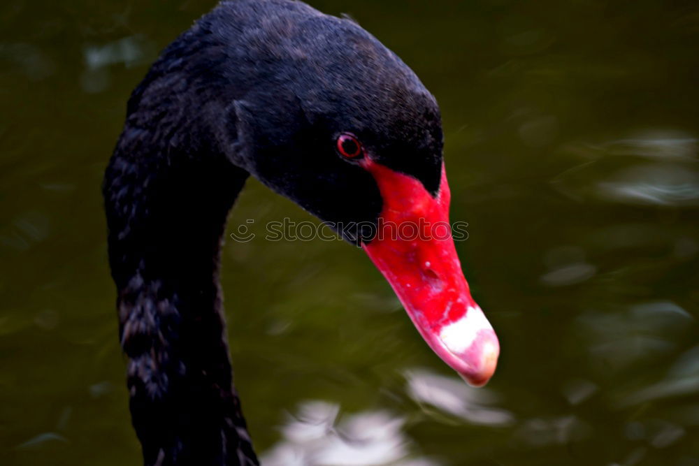 Similar – Image, Stock Photo suspicion Bird Zoo