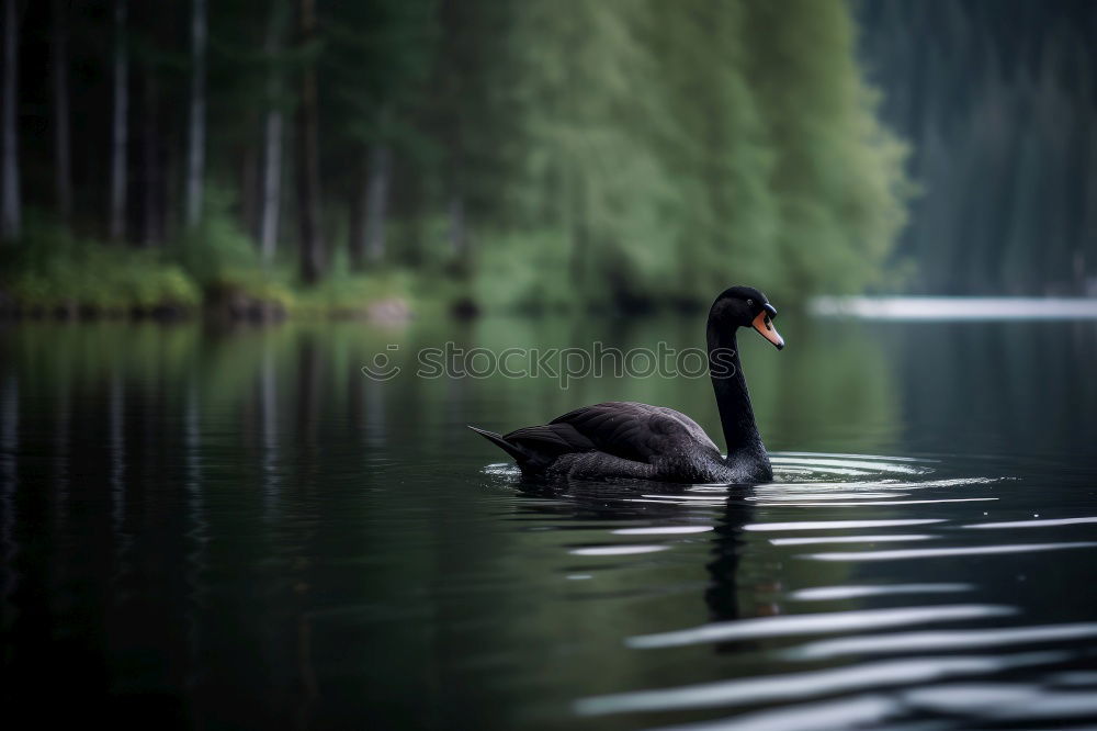 Similar – Cygnus olor Umwelt Natur