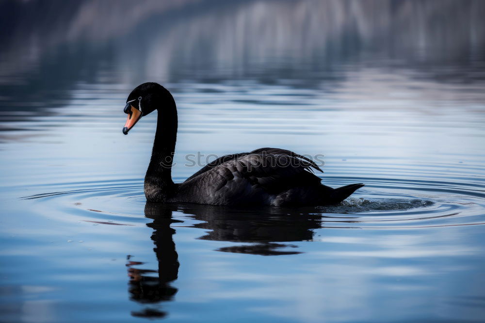 Similar – Foto Bild Anmut Umwelt Natur Wasser