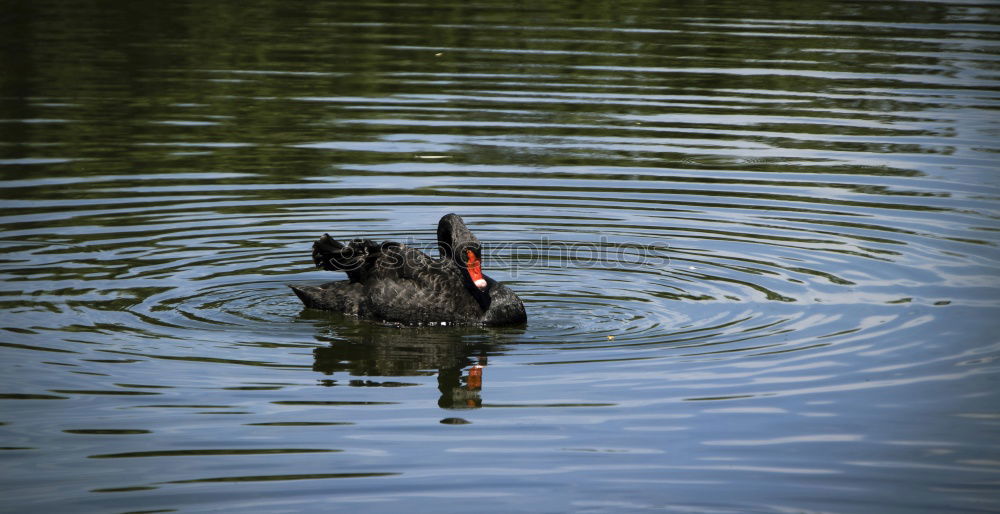 Similar – Foto Bild Abgehoben Taube grau Vogel